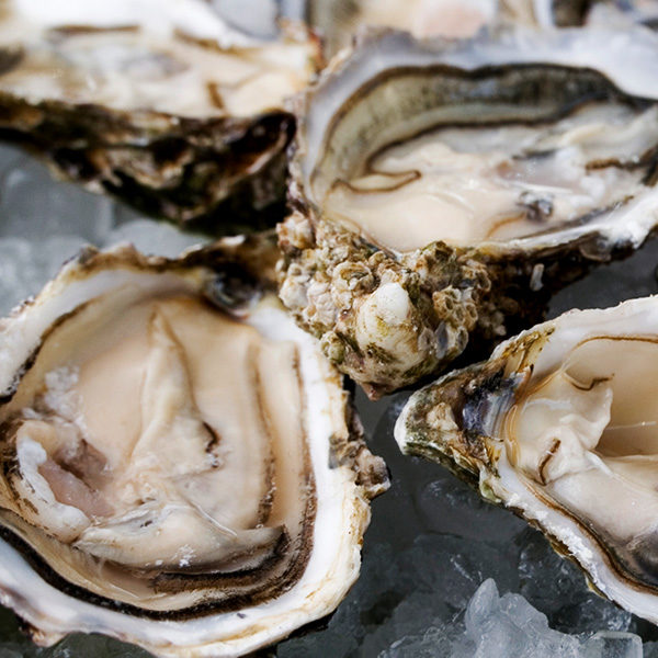 Oysters – Large (Australia) | Princess Charlotte Seafoods