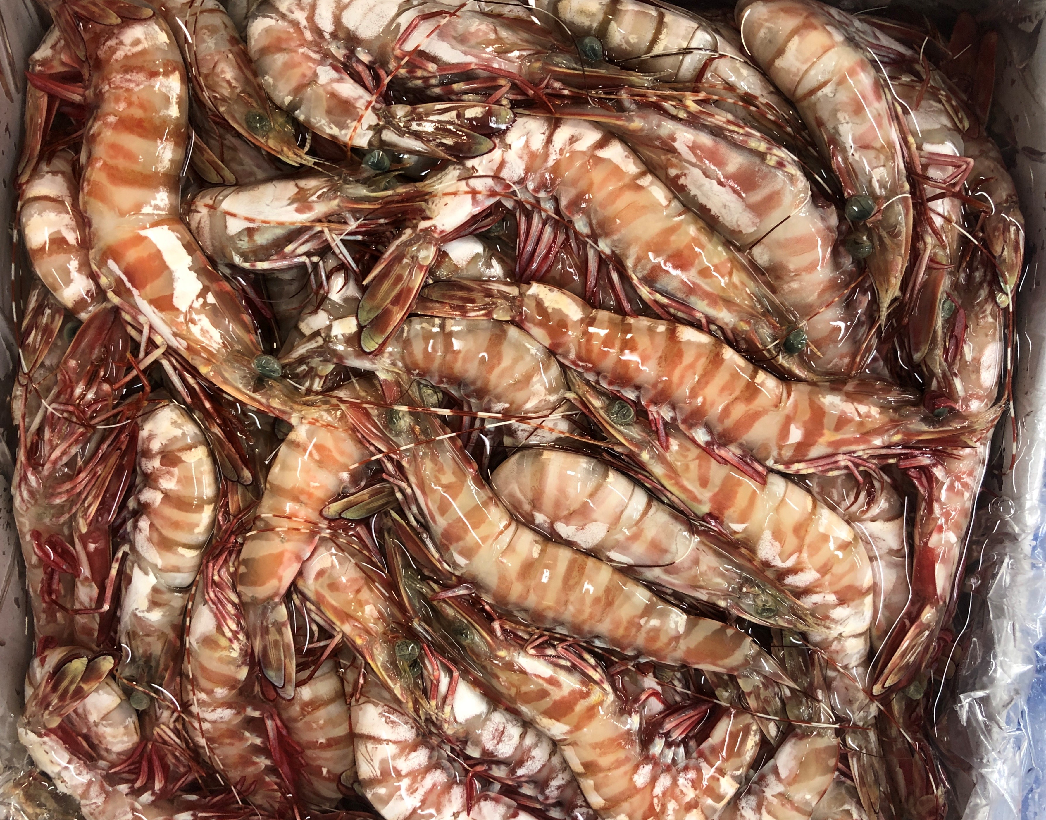 green-raw-tiger-prawns-medium-large-frozen-queensland-princess